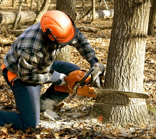 Tree Removal in Meriden, IA